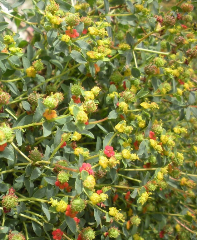 Euphorbia spinosa / Euforbia spinosa
